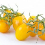 pomodori-gialli-1022x511